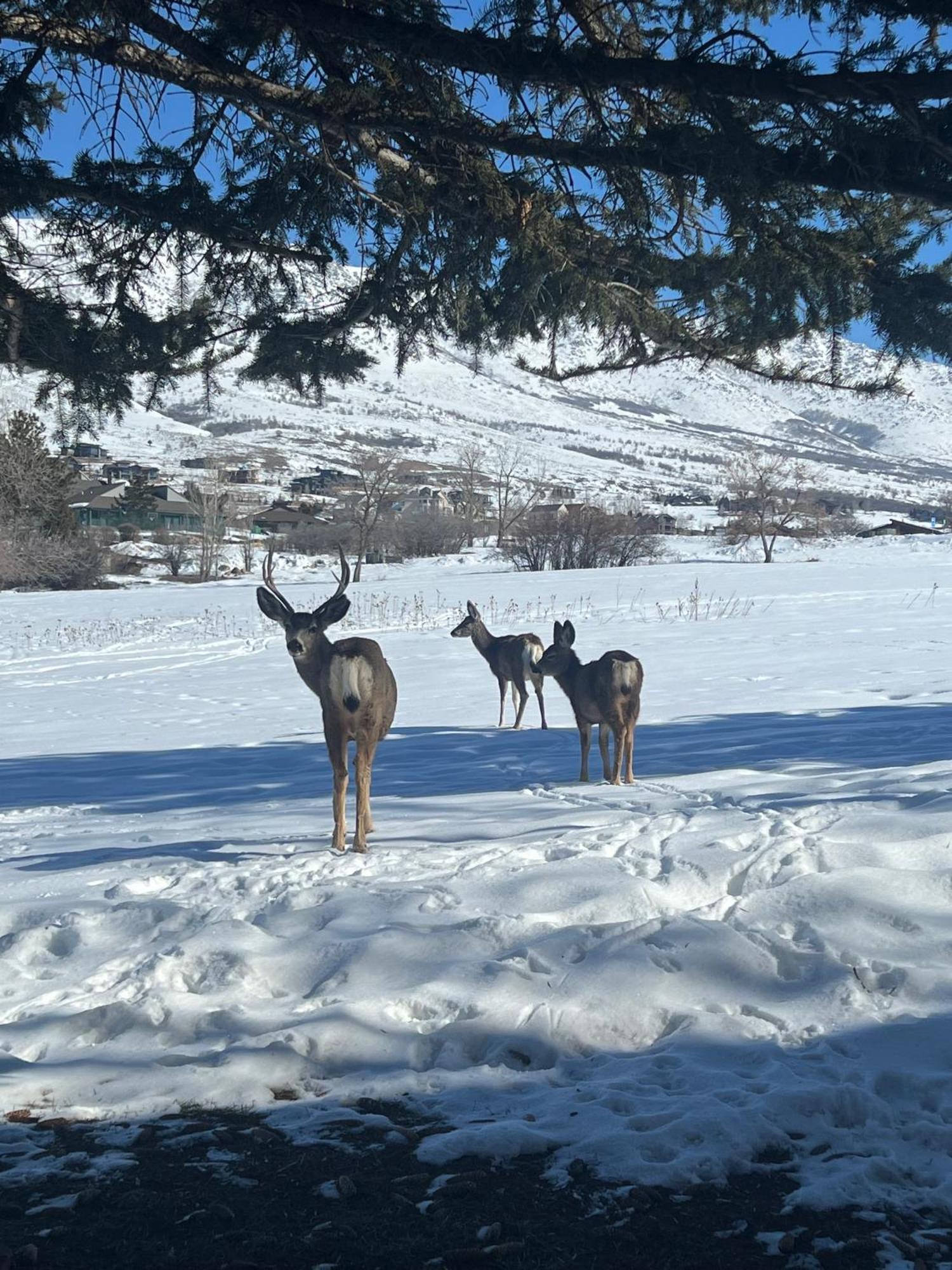 Wolf Creek Lodge Condo In Eden, Ut - Relaxing Mountain Retreat المظهر الخارجي الصورة
